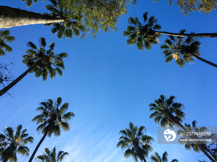 view of blue sky with palm trees seen from the bottom up