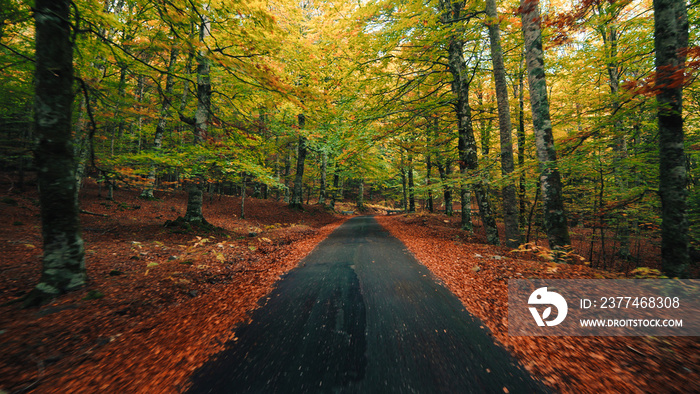 Mountain autumn road