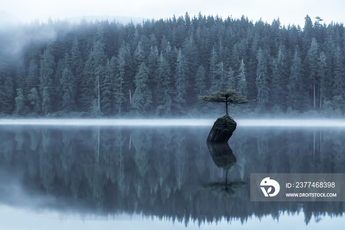 Port Renfrew, Vancouver Island, British Columbia, Canada. View of an Iconic Bonsai Tree at the Fairy Lake during a misty summer sunrise. Artistic Render