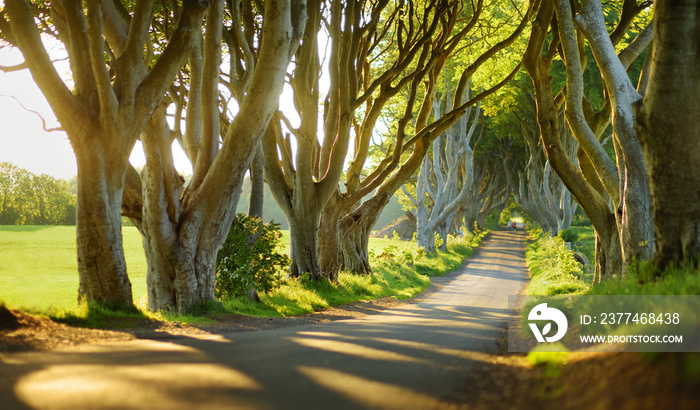 The Dark Hedges, an avenue of beech trees along Bregagh Road in County Antrim, Nothern Ireland