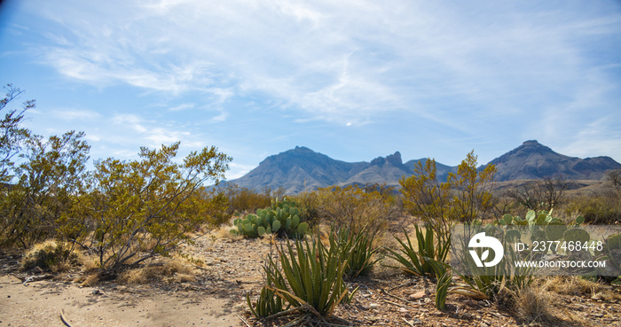 Cactus and shrubs with mountain background at Big Bend National Park, Texas, USA