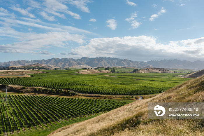 Vineyard landscape surrounded by hills on a sunny day. Marlborough, New Zealand