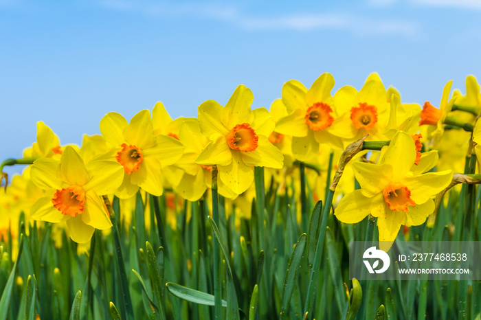 yellow dutch daffodil flowers close up low angle of view with blue sky background