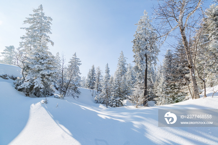 Sapins enneigés dans la forêt à Autrans