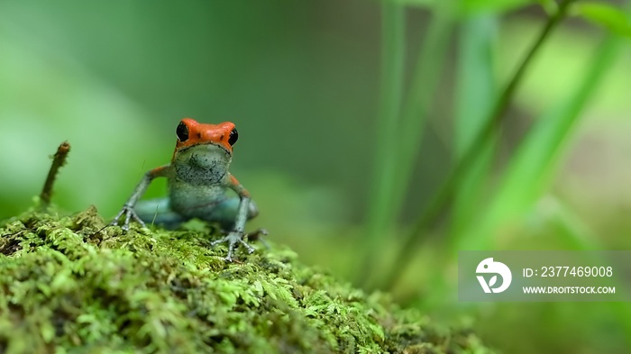 granular poison frog or granular poison arrow frog (Oophaga granulifera)