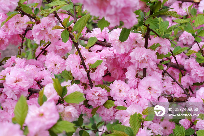 Prunus triloba Louiseania blossoms. Spring branch of almond with beautiful pink flowers.