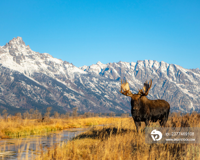 Moose in the mountains