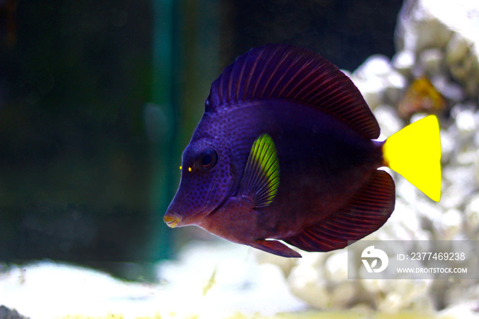 Purple Tang - (Zebrasoma xanthurum)