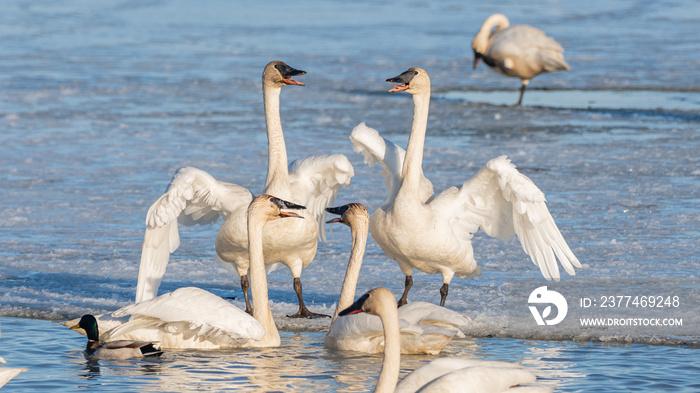 Swans standing on ice and some swimming with looking like they are having a conversation, talking to each other in comical pose. Tundra, trumpeter swans during migration.