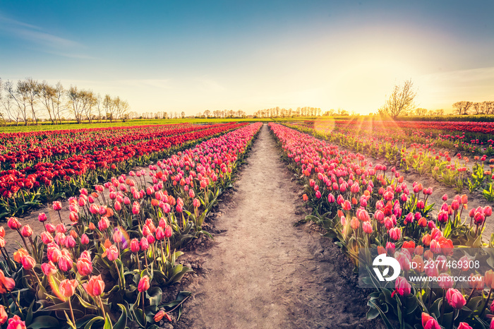 Tulip flowers field farm in spring landscape at sunset