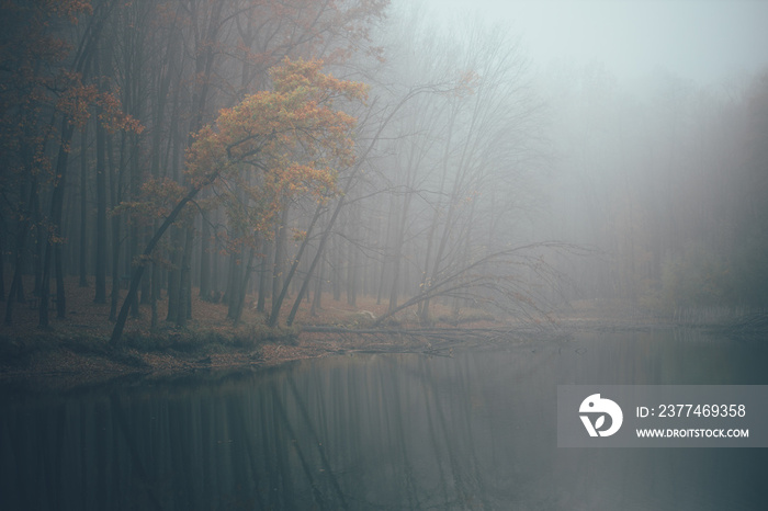 Forest in fog with mist. Fairy spooky looking woods in a misty day. Cold foggy morning in horror forest with trees