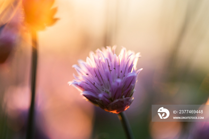 chives blooming at sunset purple nature background