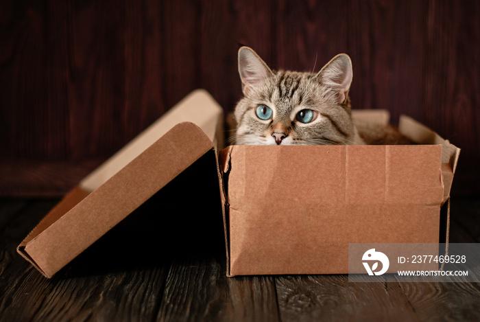 A beautiful gray cat with blue eyes is sitting in a cardboard box