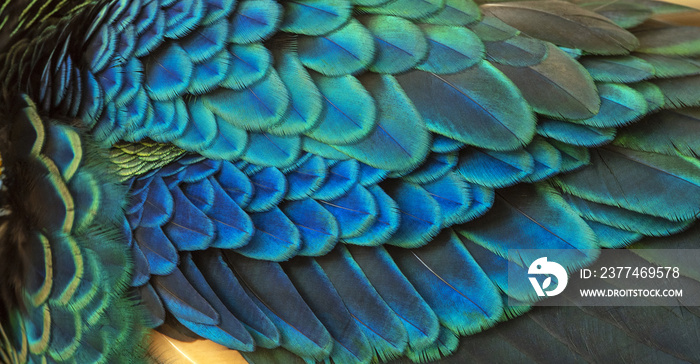 Closeup peacock feathers