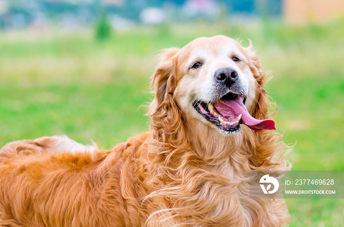 Golden Retriever on the field