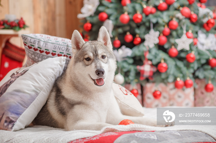 Dog siberian husky Christmas and New Year