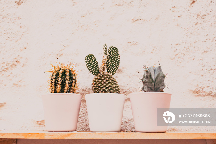 cacti flowers nature and flower background