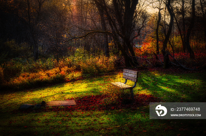 Bench at sunrise in our yard in Upstate NY in the small town of Windsor in late Autumn