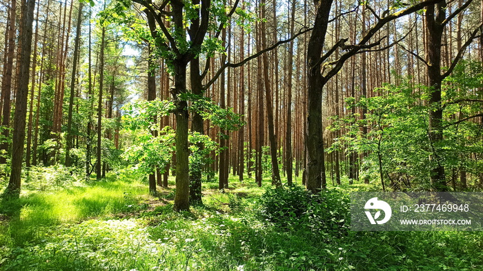 Forest, green landscape in Lower Silesia area. Beautiful spring in Poland.