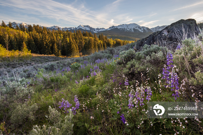 Lupine with a View