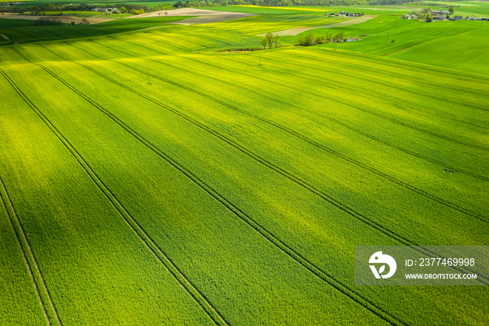 Flying above blooming rape fields in sunny day