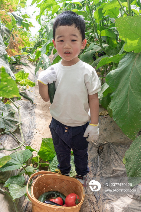 快乐的小男孩在蔬菜大棚采摘蔬菜