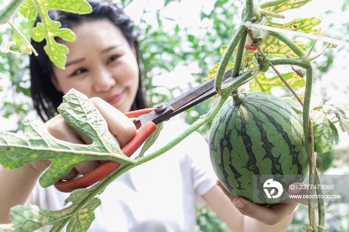 快乐的年轻女人在种植大棚采摘西瓜