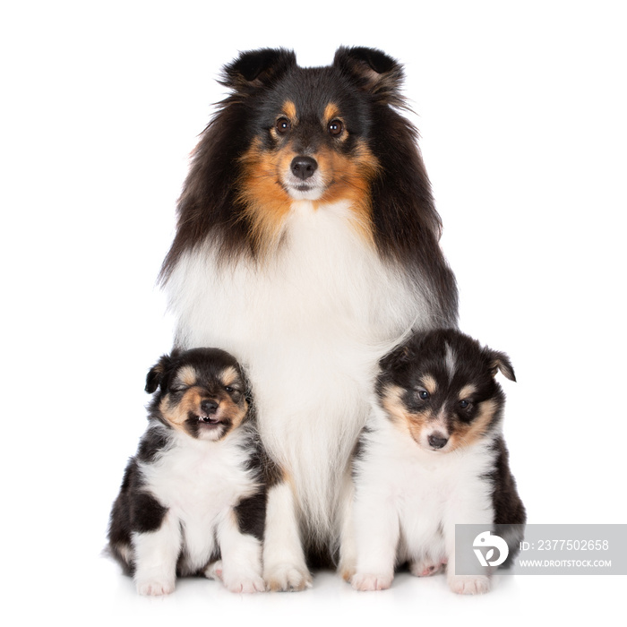 beautiful sheltie dog posing with two puppies on white