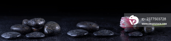 Panoramic image of zen stones with water drops and a tulip on a black background