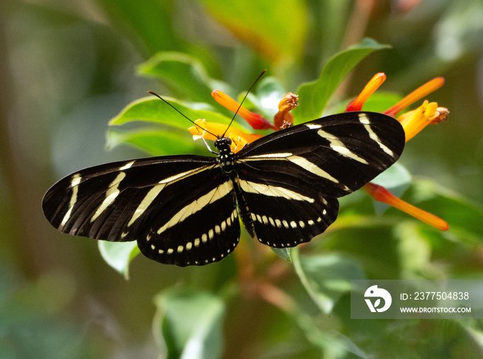 Zebra longwing, the Florida state butterfly, has black and pale yellow striped open wings as it rest