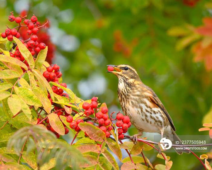 一只美丽的红翼鸟（Turdus iliacus）以罗文树浆果为食