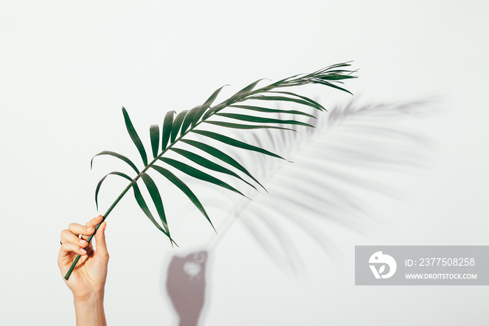 Palm branch in female hand on white background