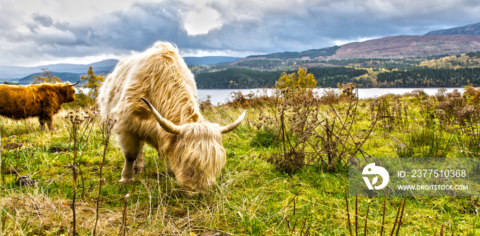 苏格兰的高地奶牛
