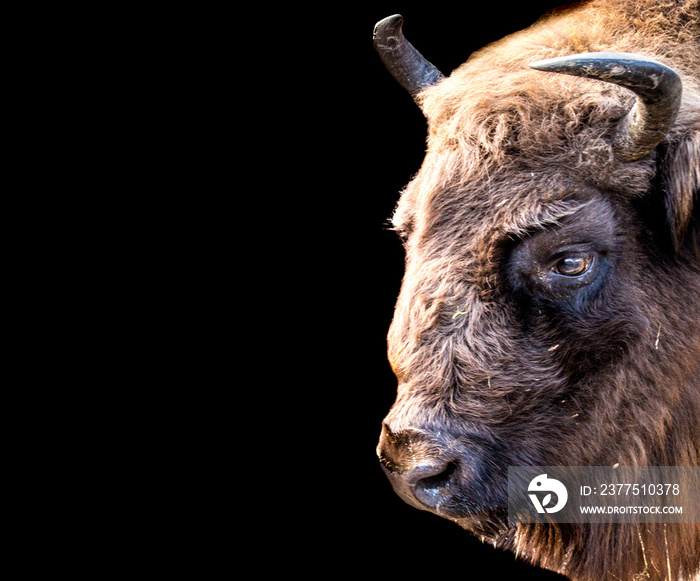 Profile of an american bison