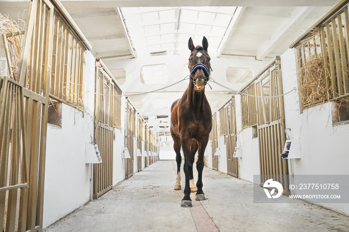 Beautiful sportive horse standing in stable