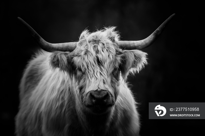 scottish highland cattle cow with horns black and white