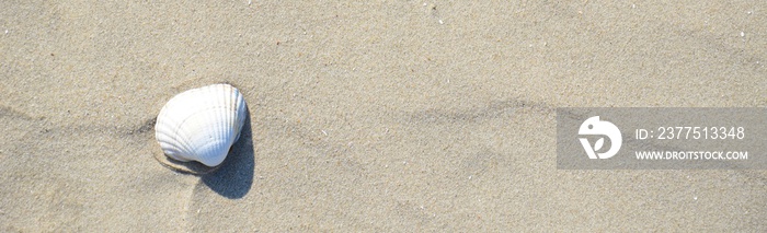 Muschel im Sand am Strand