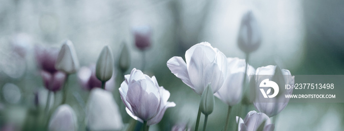 tulpen blumen gefärbt konzept karte banner