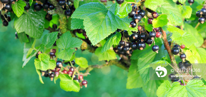 Black currant berries on a branch in summer garden.