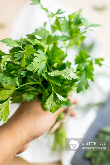 African American woman hand holding a bunch of fresh parsley