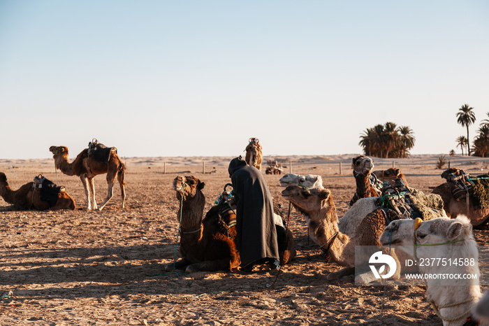 Dromedarios (camellos) de transporte en el desierto de las dunas de Douz, puerta del desierto del Sá