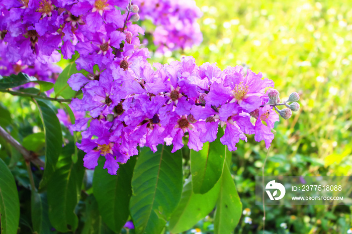 lagerstroemia speciosa flower tree nature background purple park outdoor