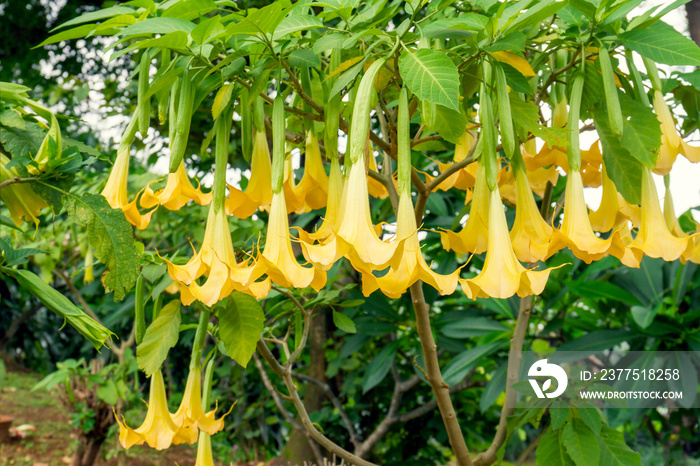 Many yellow brugmansia named angels trumpet or Datura flower blossom in summer time