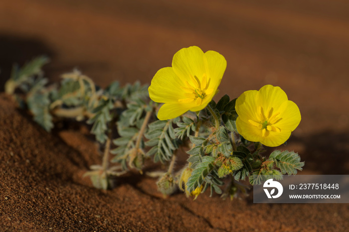 小Caltrops-terrestris，美丽的小植物，黄色花朵广泛分布