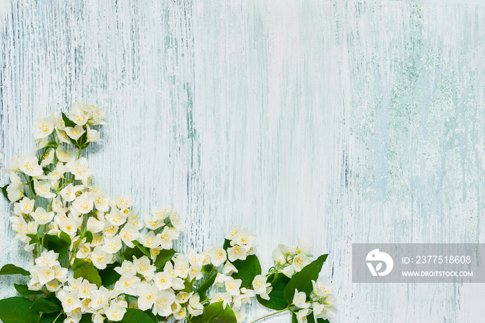 Jasmine, Philadelphus or mock-orange flowers on blue background. Copy space, top view.