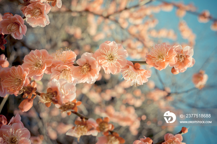 Sakura cherry blossom in japan