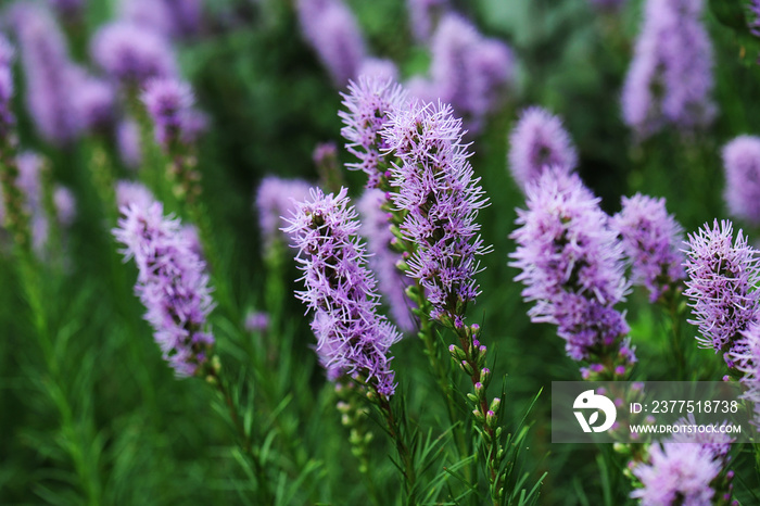 Liatris is a genus of ornamental plants in the Asteraceae family