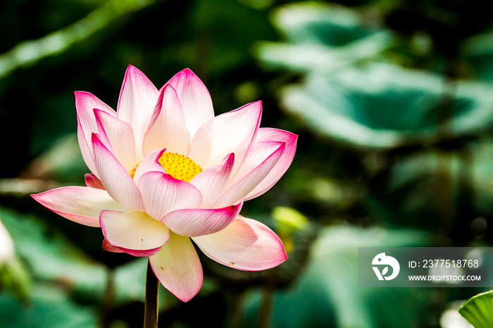 Pink lotus flower in pond, Chiangmai province Thailand