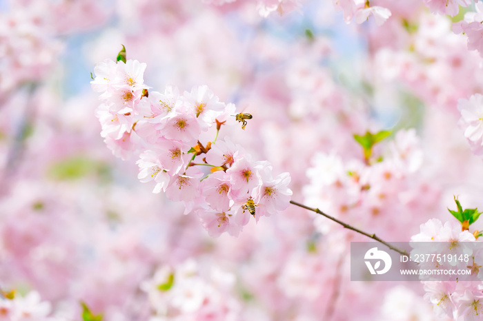 粉红色的花朵