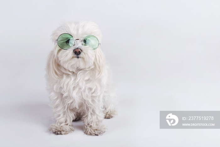 perro gracioso con gafas de sol